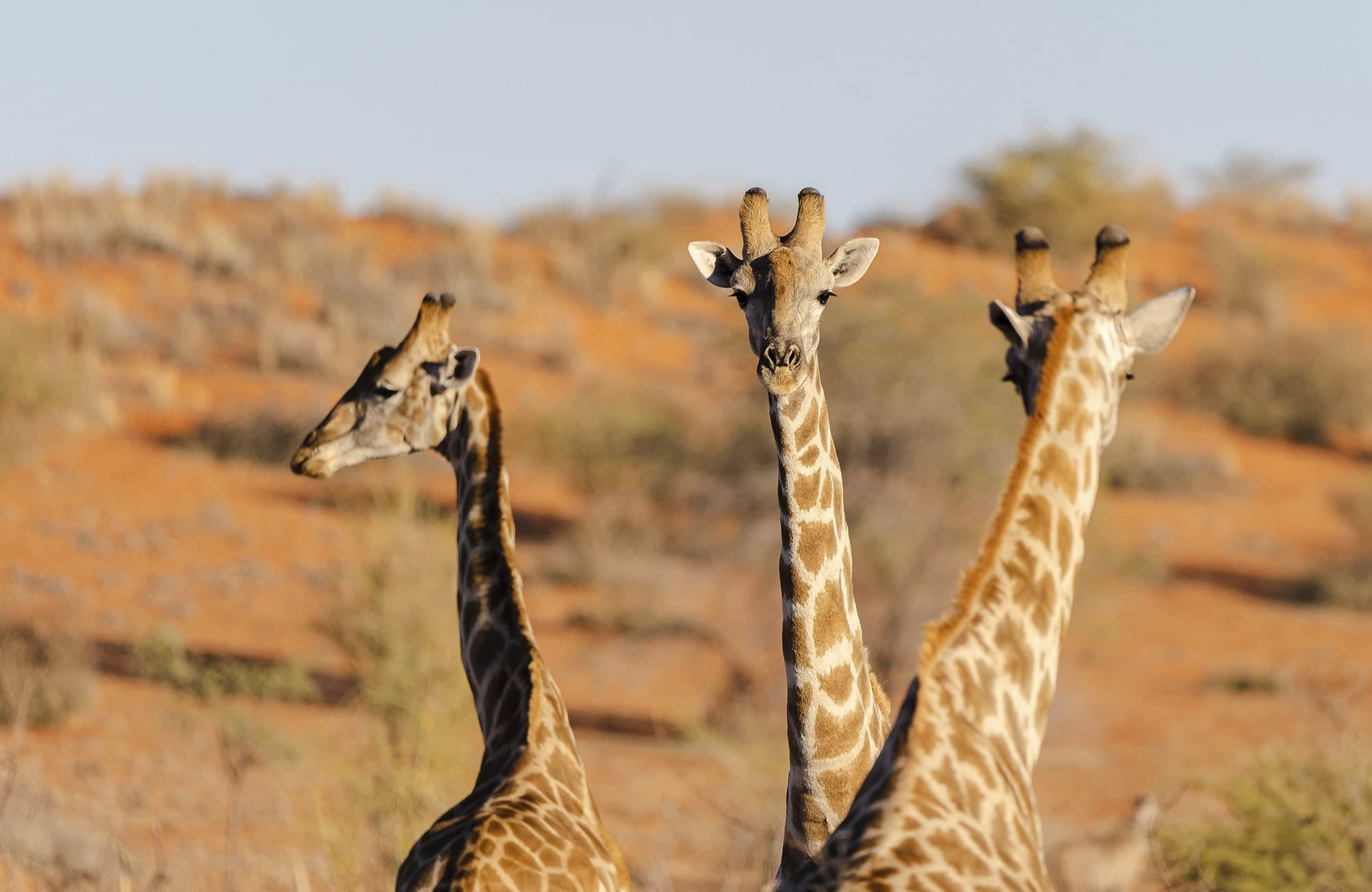 Kalahari Experience (5)